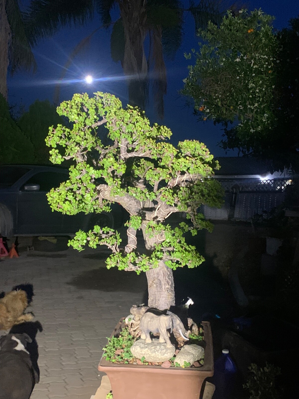 Portulacaria Afra Bonsai Tree Live Jade Indoor Succulent Elephant Bush 30″ Tall