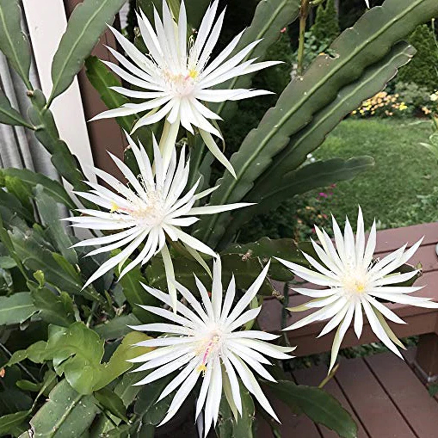 4 Mature Cuttings White EPIPHYLLUM Hookeri Fragrant Orchid Cactus STRICTUM