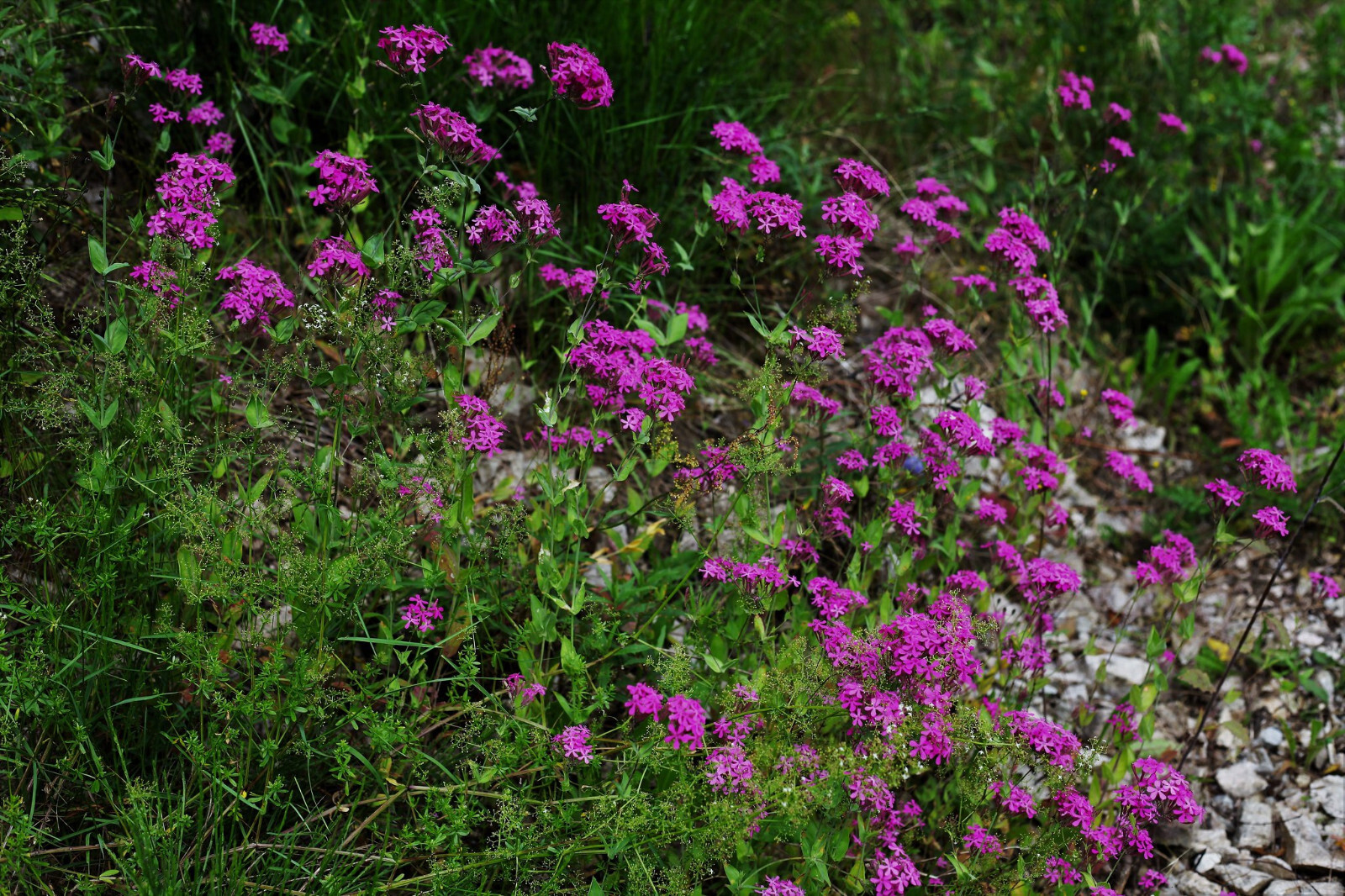 Silene Armeria – None so Pretty seed