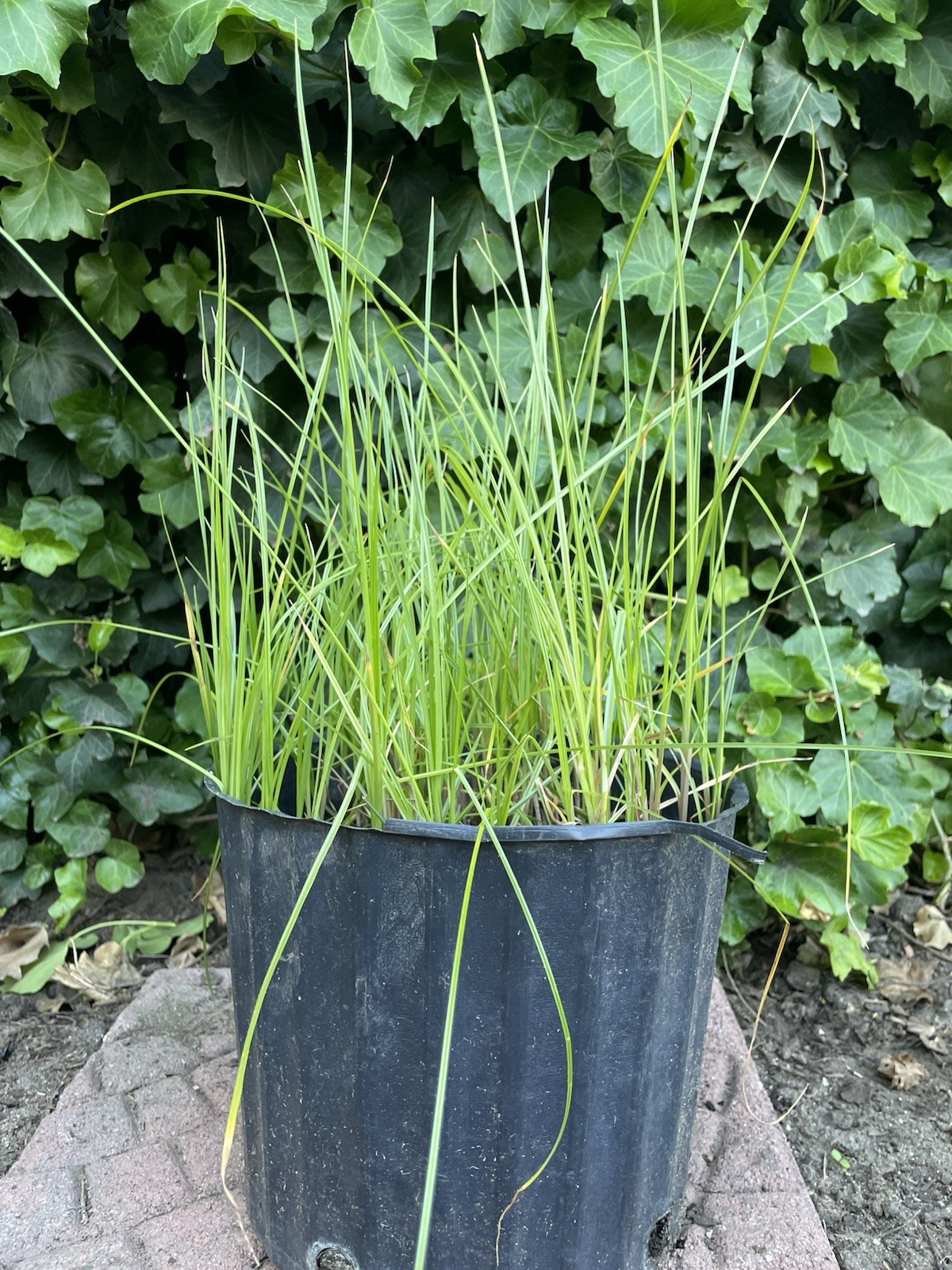 Umbrella Water Garden Plant