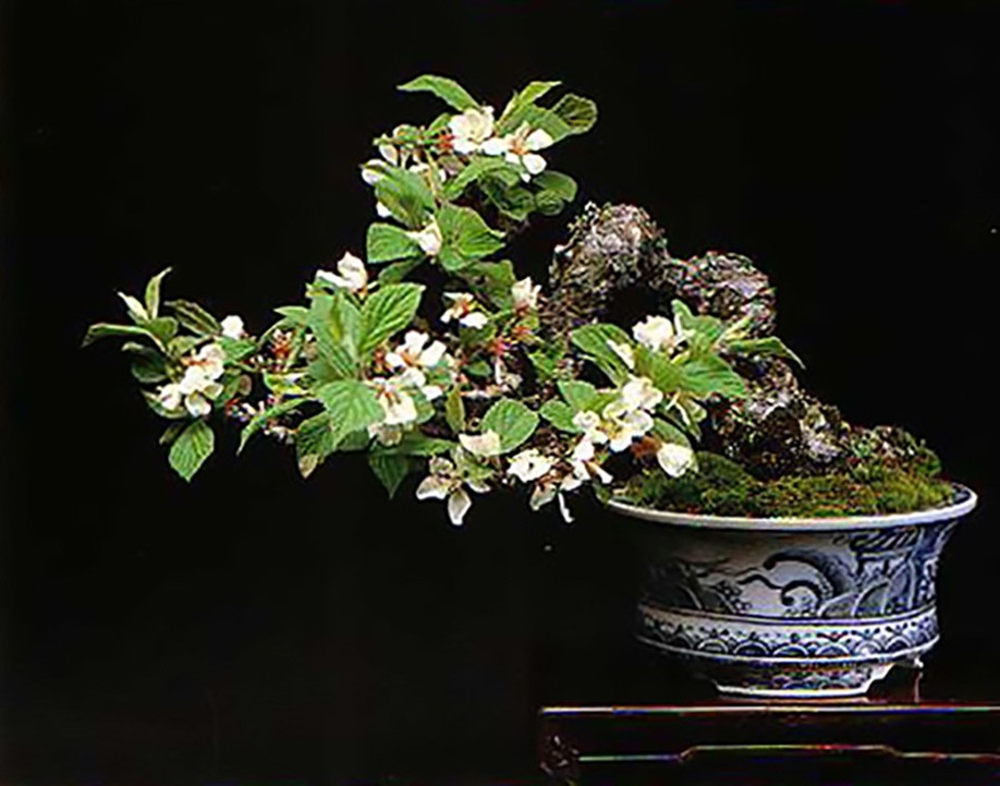 Nanking Cherry, Prunus tomentosa, Shrub Seeds (Edible, Hardy, Fast)