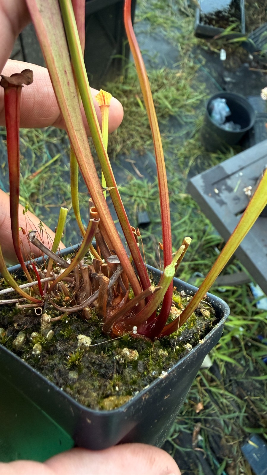 Sarracenia – 🔥🔥Waccamaw Dwarf Based Moorei🔥🔥