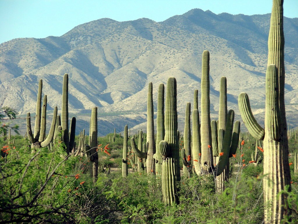 10 SAGUARO GIANT CACTUS SEEDS (Carnegiea gigantea) “Tree like Cacti” Hardy-8