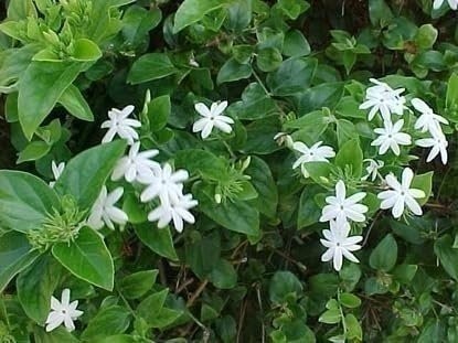 Jasmine Downy | 1 Gallon | Jasminum multiflorum | Low Maintenance | Hardy
