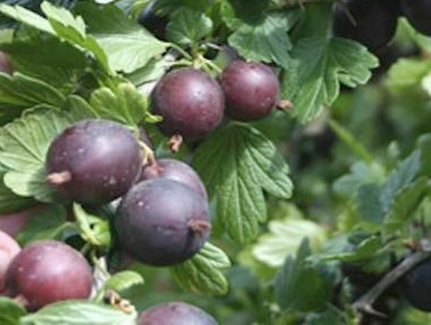 1 Black Velvet Gooseberry Worcesterberry cross live plant, zones 4-7.