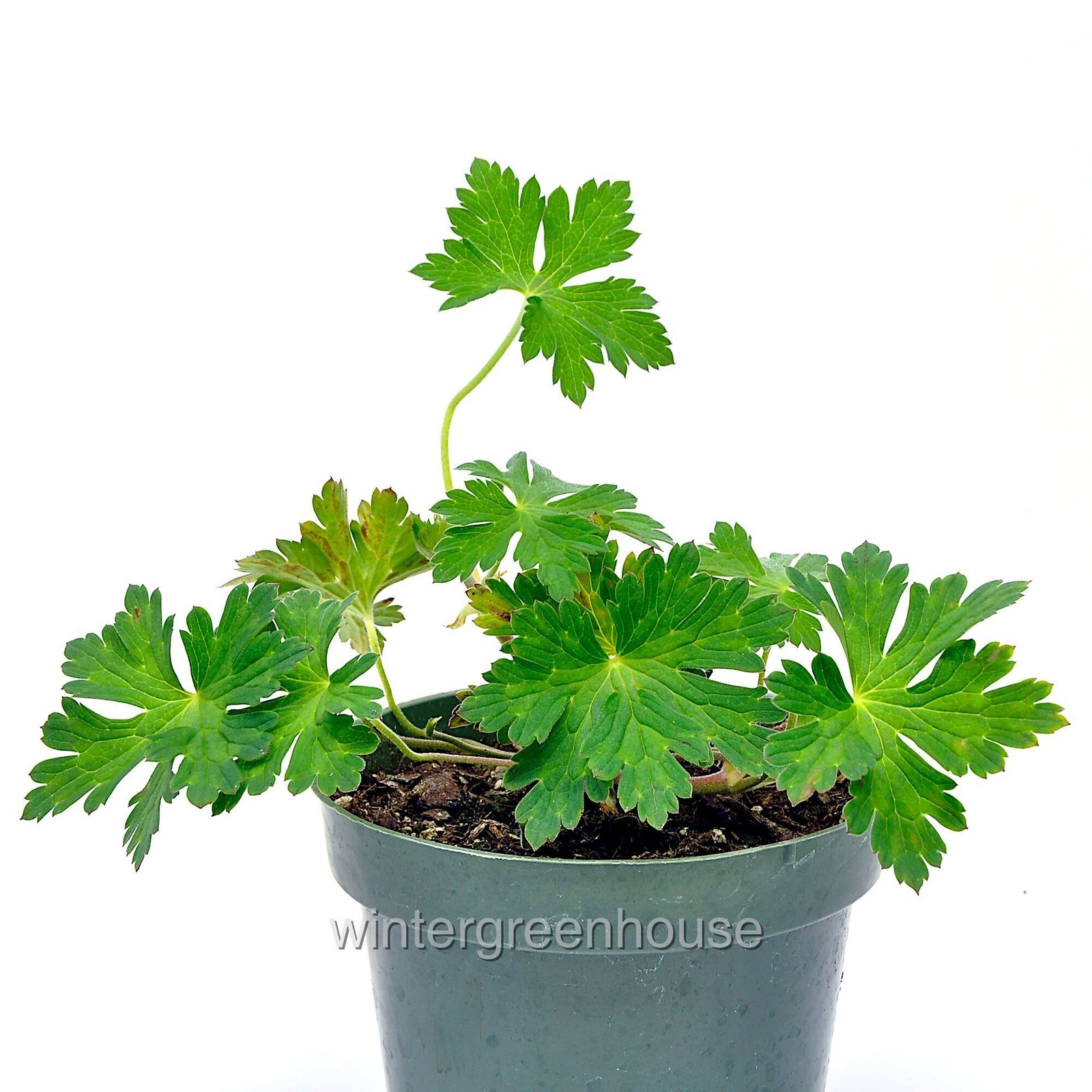 Geranium Rozanne, Cranesbill, Container Size: 4.5″
