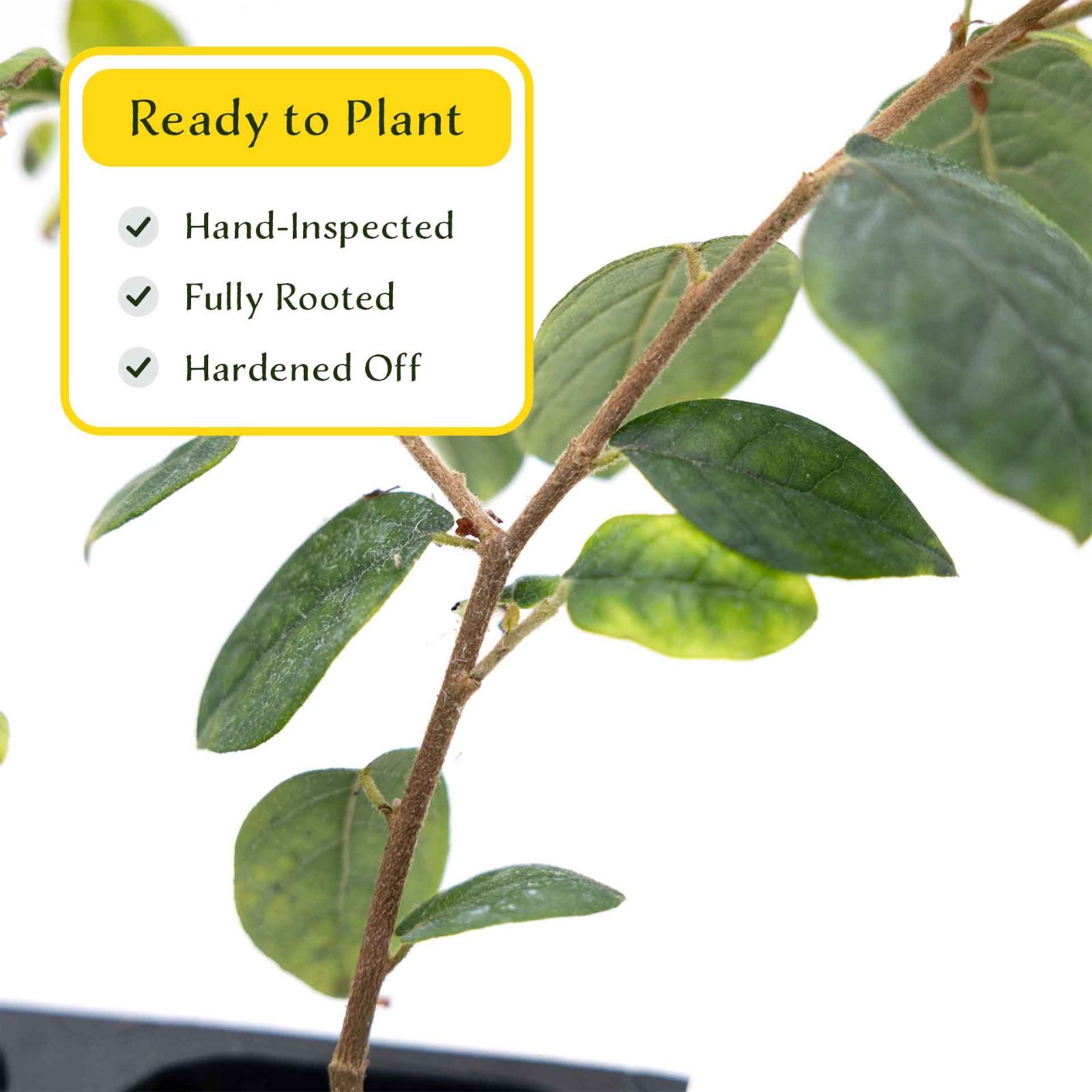 3 Chinese Fringe Flowers, Live Plants in 2.5″ Cubes (Loropetalum chinense)