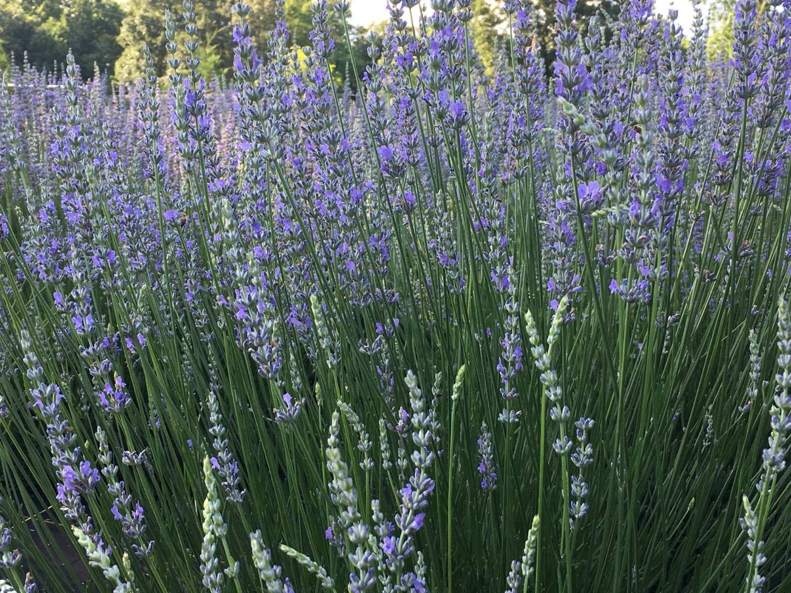 Lavender Live Plants, Spa Plants, Aromatic Herb, Well Rooted Plugs FOR SALE