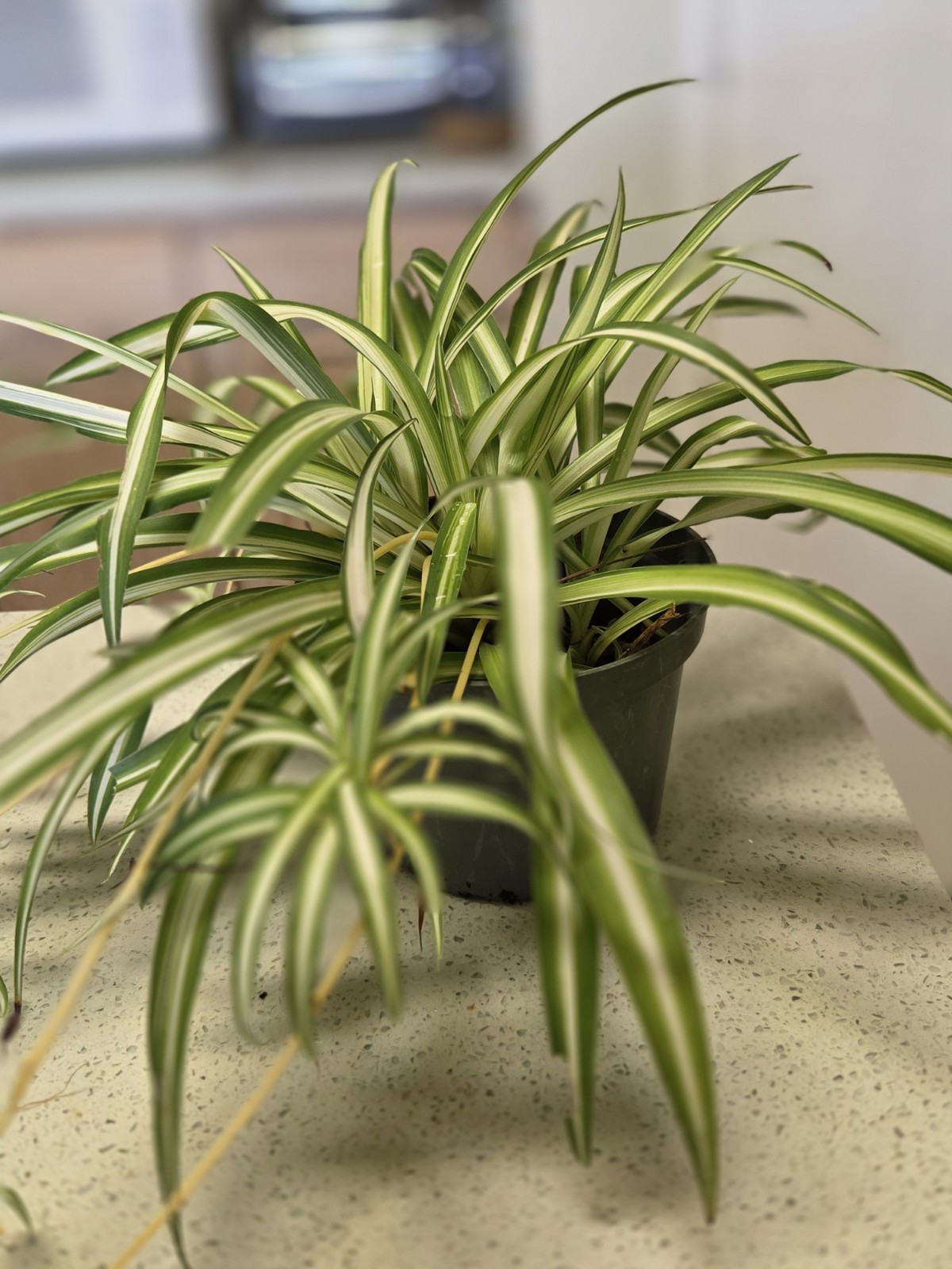 3 Spider Plants Rooted Easy To Care, Fast Growing