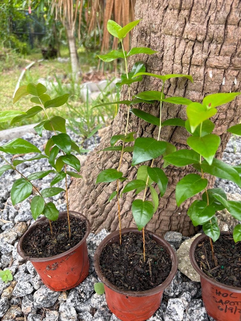 2 MO DOUBLE SURINAM BLACK CHERRY (EUGENIA UNIFLORA/LOLITA CULTIVAR) NOT GRAFTED