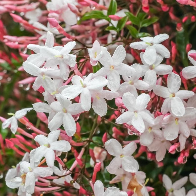 Live Jasmine Plant 2″ Pot Mini Starter Plant “Zone 8, 9, 10 indoor 5, 6, 7”