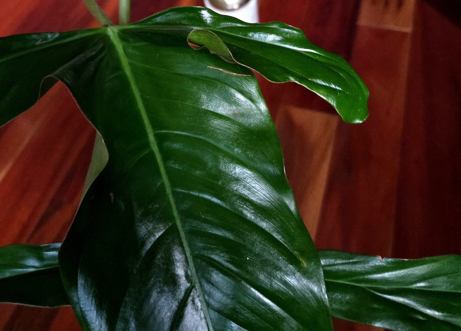 RARE XL Philodendron Pinnatilobum X Paloraense 26″ Tall Not Monstera Anthurium