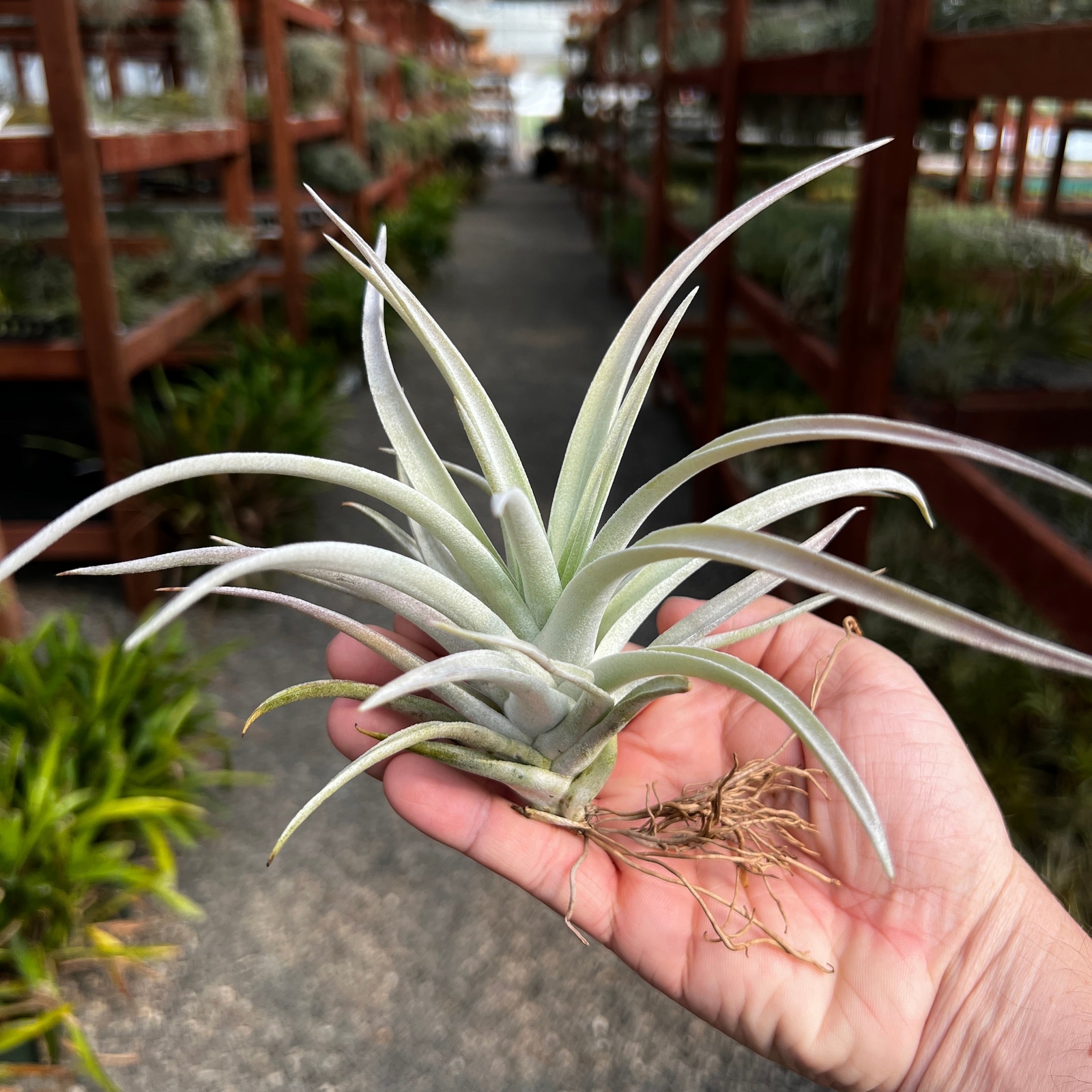 Harrisii Air Plant (Easy Care, Beginner Friendly Plant)