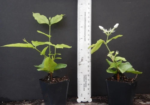Arabian Jasmine Plant~ Jasminum sambac~Rooted STARTER Plant~Extremely Fragrant