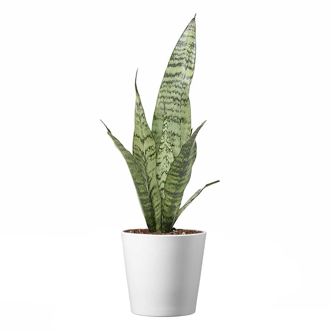 Snake Plant Sansevieria Zeylanica 4Inch Pot Easy Care Air Purifying Indoor