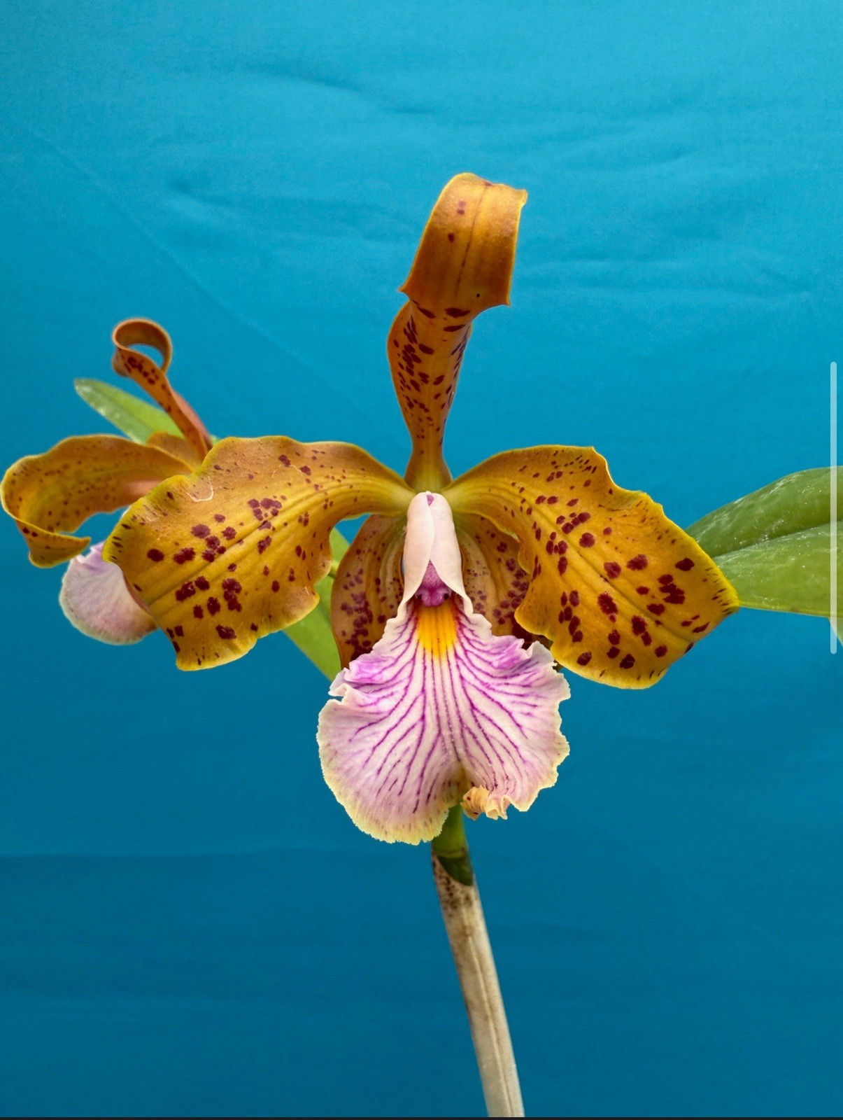 Cattleya velutina VERY Fragrant Spotted Orchid Species 2” Pot Starter Plant
