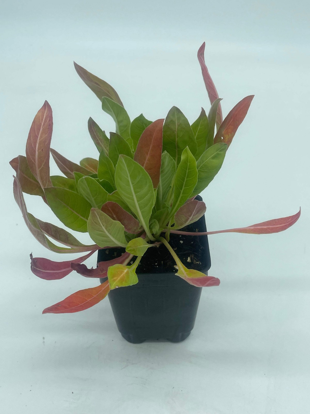 Evening Primrose Starter Plant – Oenothera Biennis 3″ Pot