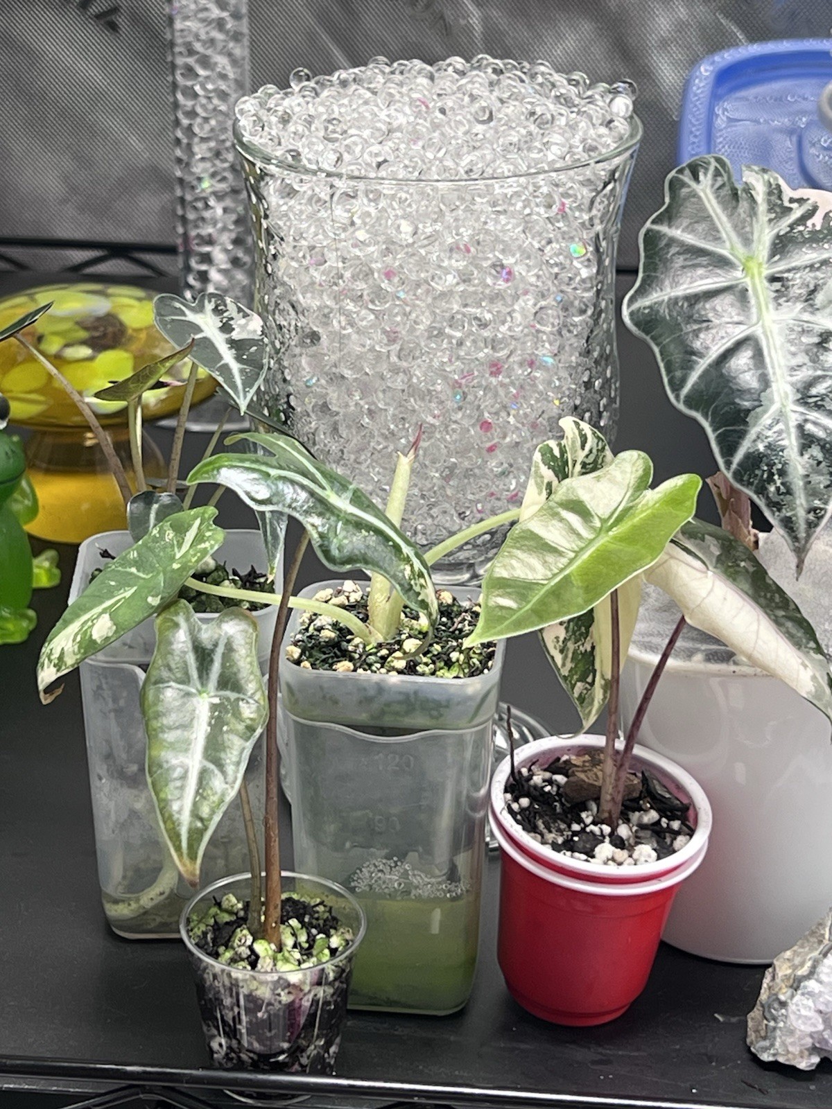 Alocasia Starter Bundle