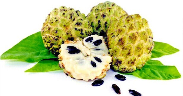 ORGANIC “Sugar Apple” Fruit Tree Seeds (Annona squamosa) Tropical Sweetsop Plant