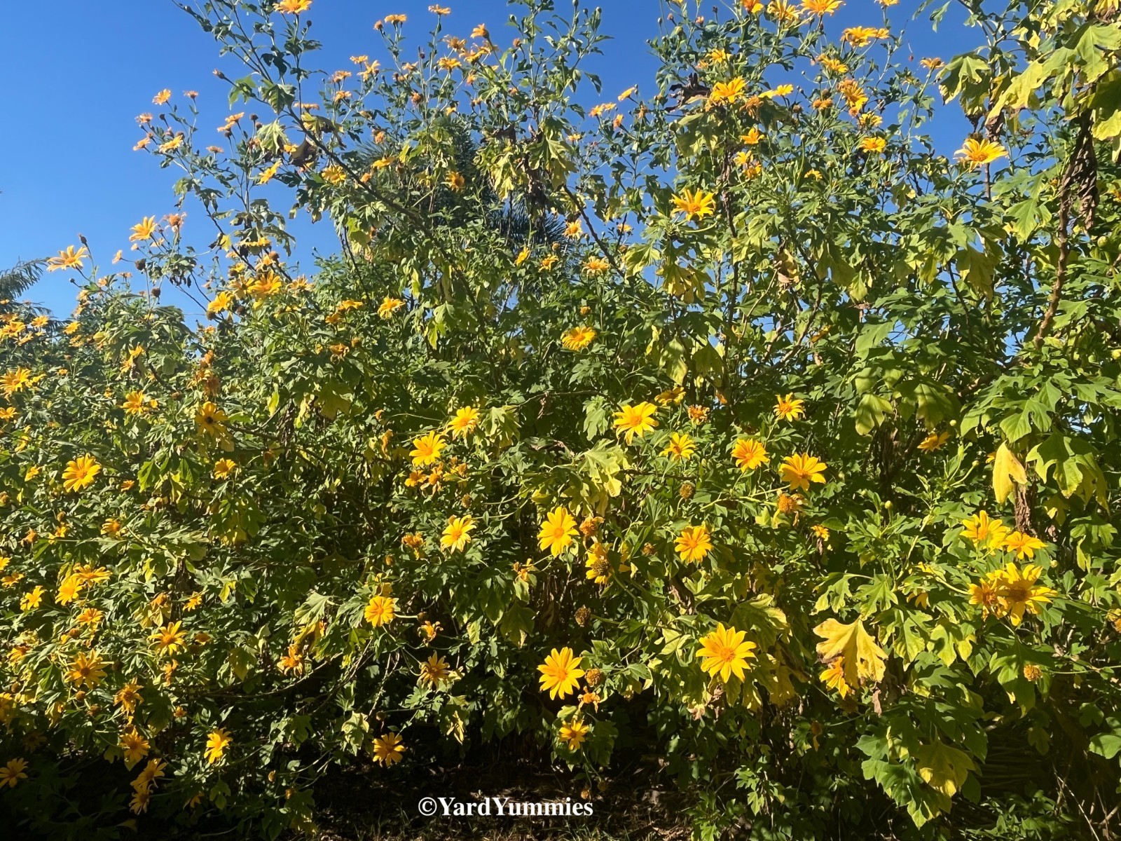 Mexican Sunflower Cuttings (Unrooted) Yellow Flower- Permaculture Chop & Drop