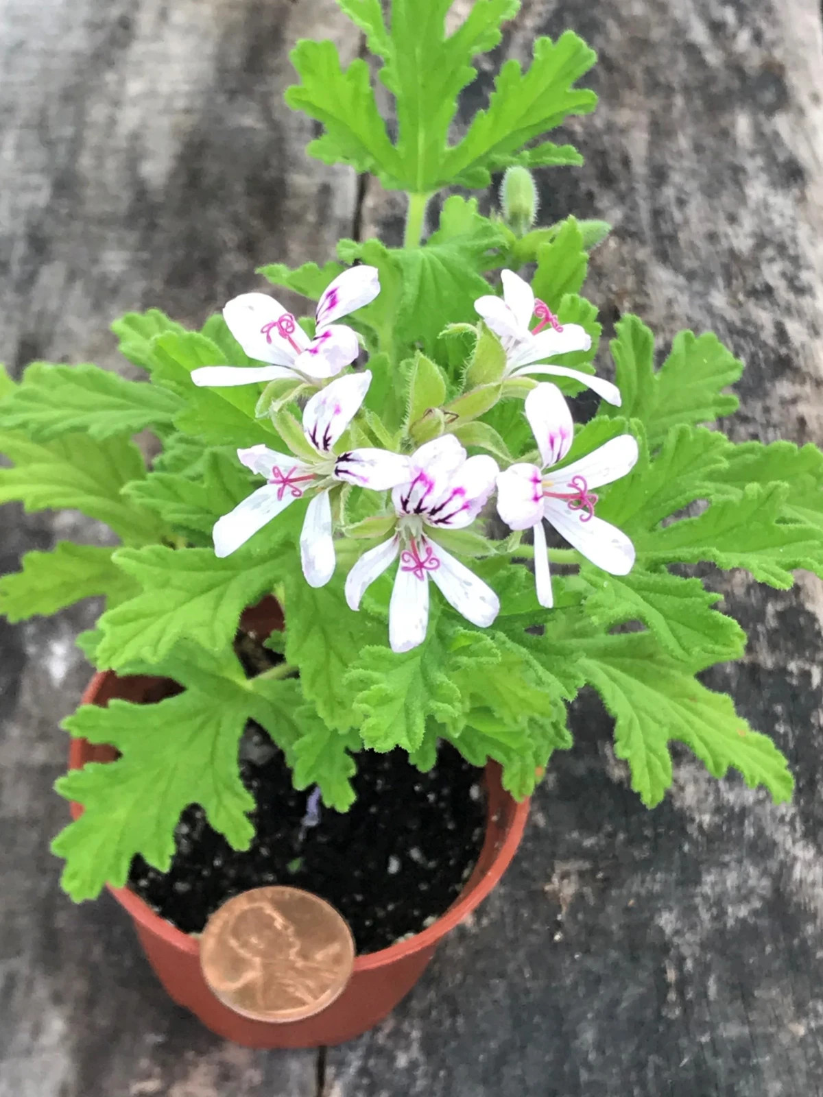 4 – MOSQUITO PLANTS (Citronella Scented Geranium) (4) 2 inch pots with Free Ship