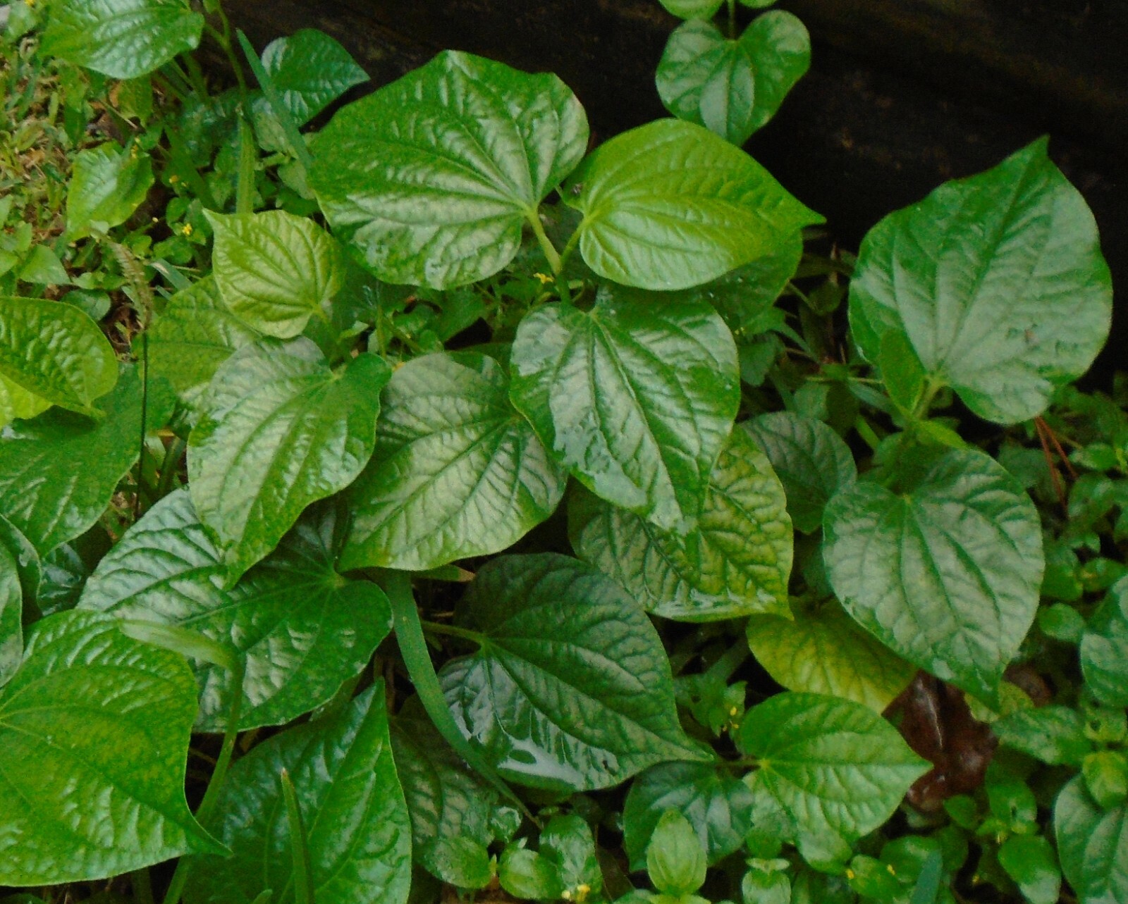 5 x PLANTS ROOT NATURAL BETEL LEAVES LOLOT TEXAS Lá lốt Piper Sarmentosum