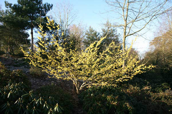 10 PALLIDA WITCH HAZEL SEEDS – Hamamelus mollis “Pallida”
