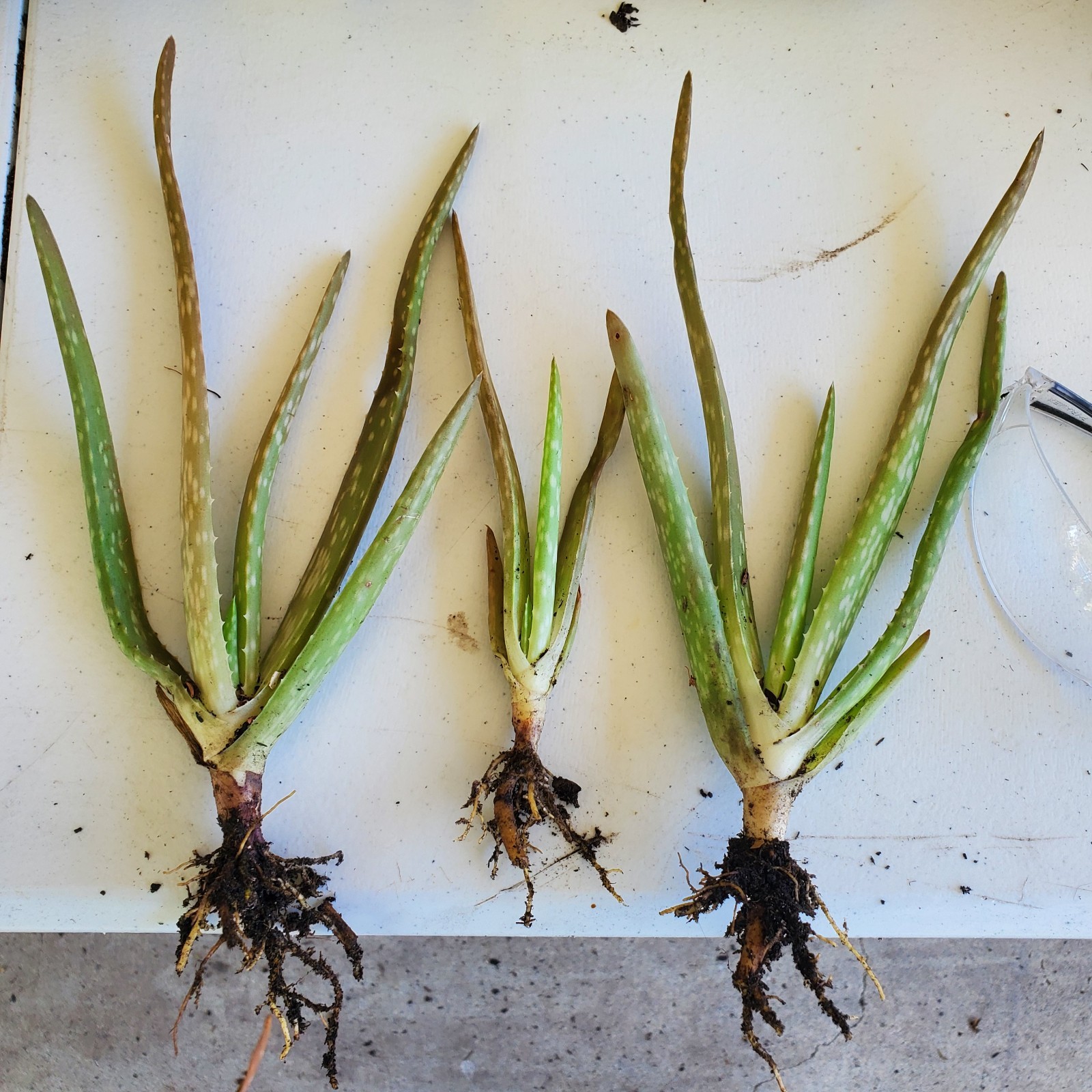 3 Rooted Aloe Vera Pups ~2″ Tall – Live Succulent Plants – Easy Care & Medicinal