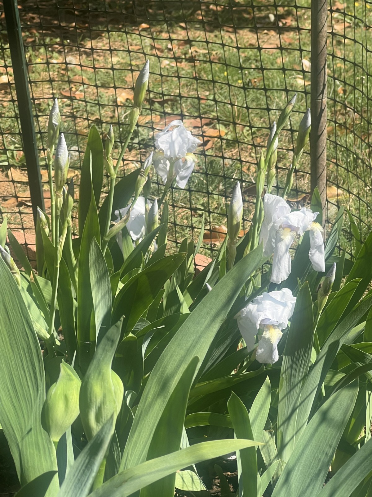 8x Iris Live Bulbs Mixed Varieties Tall 4 Purple+4 White Lavender Freshly Dug
