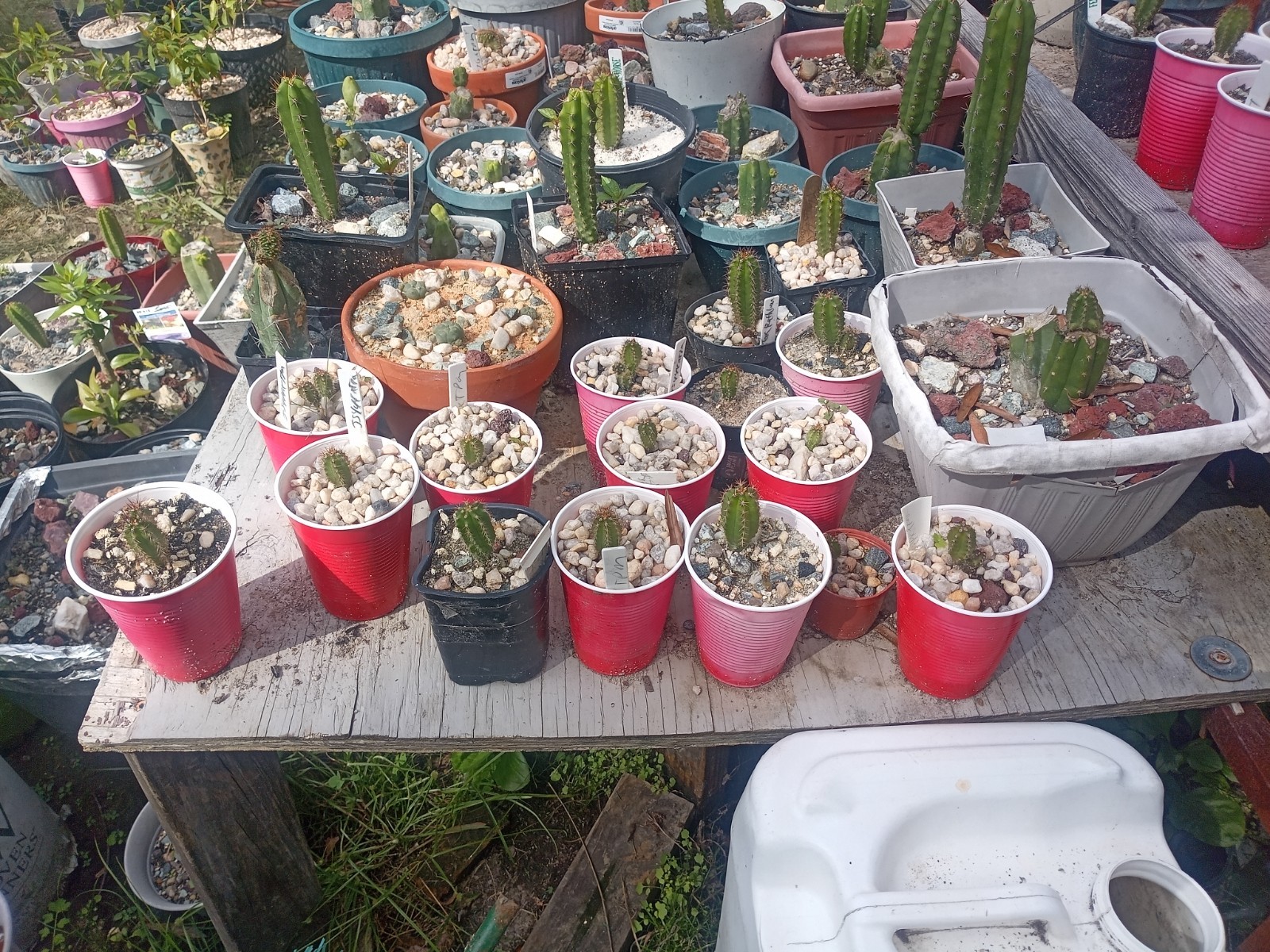 Echinopsis Rare Seed Grown Yearling packs of 5 for 20$?Cultivars In Description