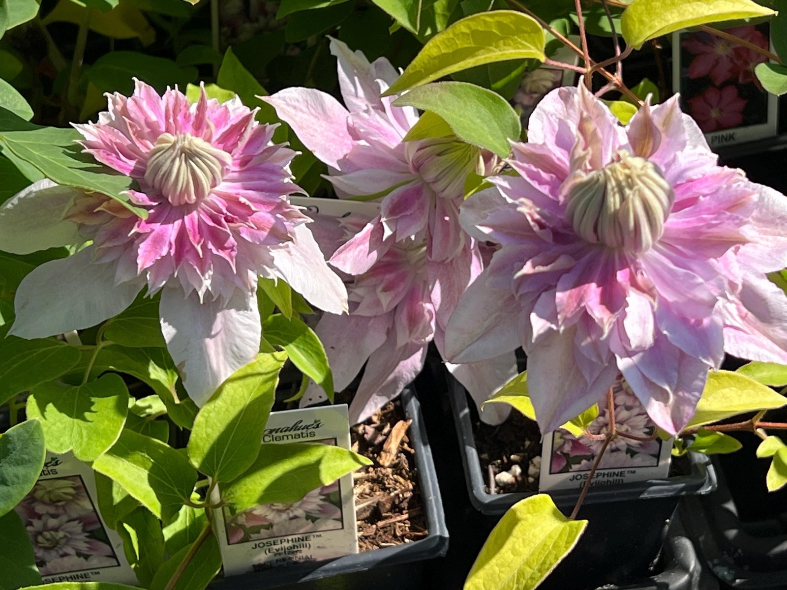 1 “Josephine Evijohil” Clematis Starter Plant (Not Seeds) – US Seller