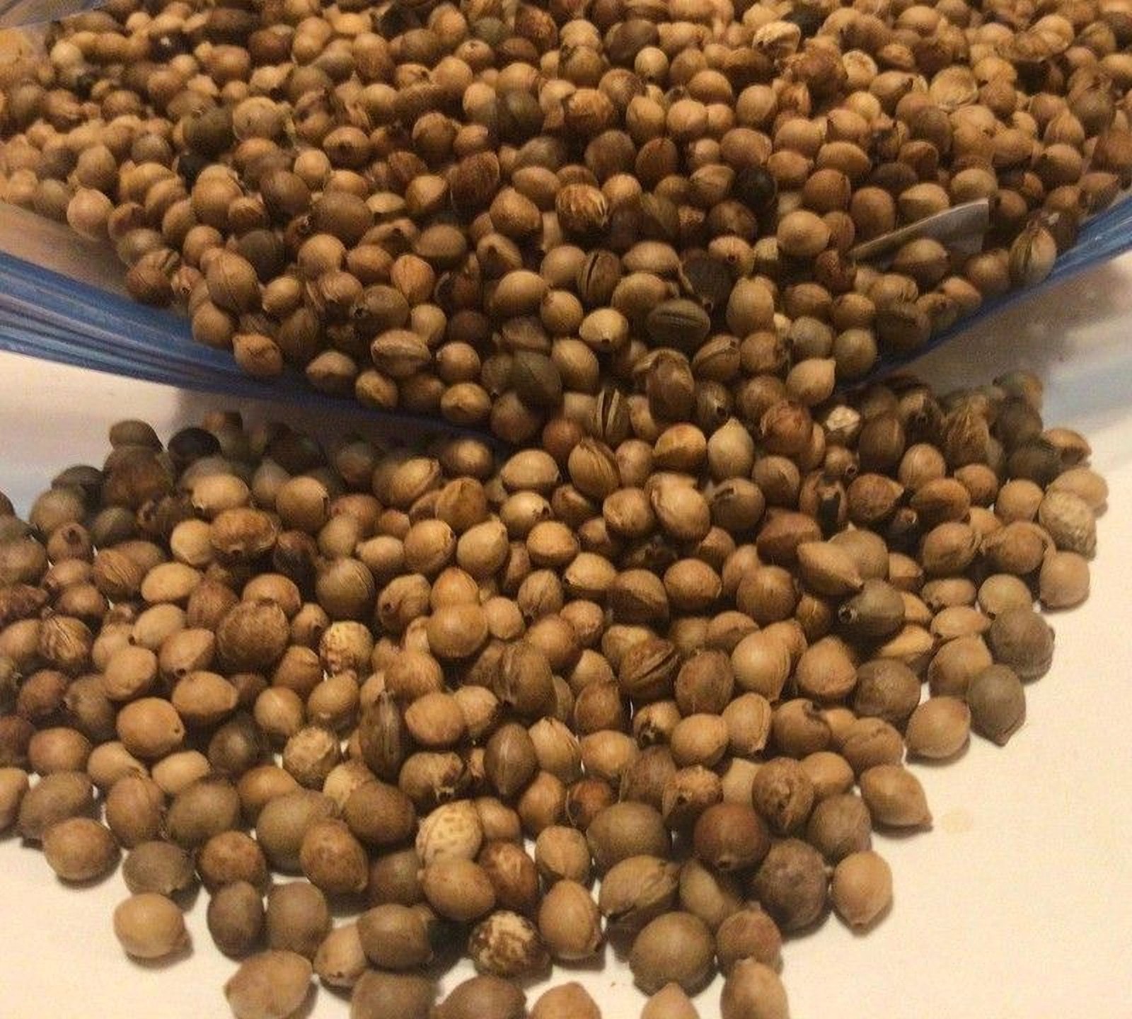 Black Cherry Tree Seeds (Prunus Serotina )