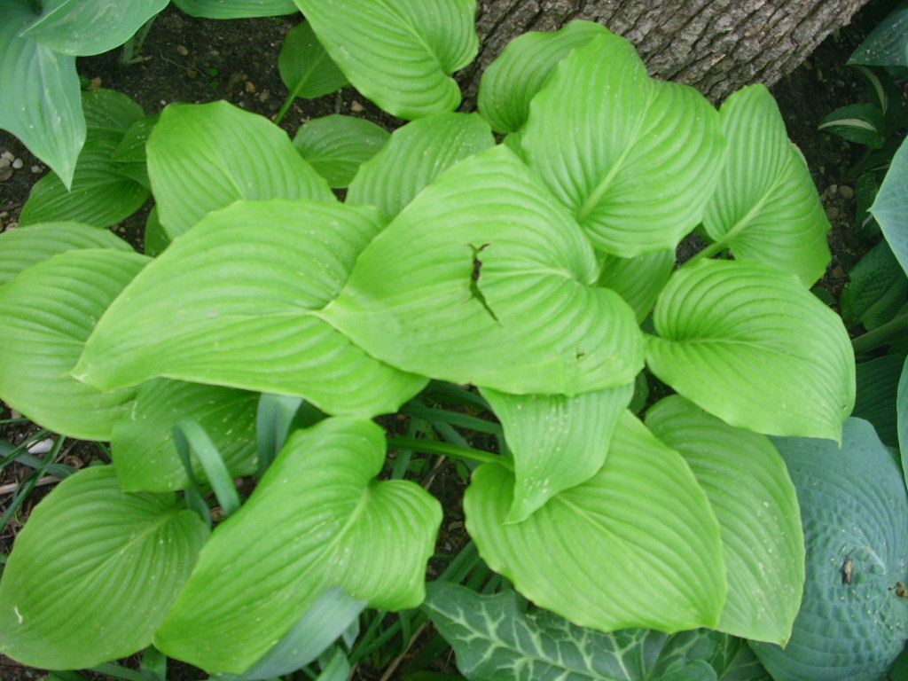 20 AUGUST MOON HOSTA SEEEDS – yellow-green to gold