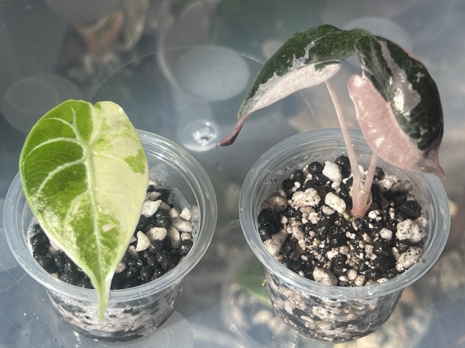 Alocasia Pink Watsoniana Heart Balloon Bundle Live Plant