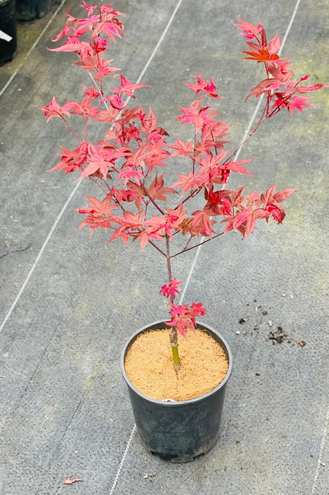 Acer palmatum ‘Noel’ (Noel Japanese Maple) Rare!