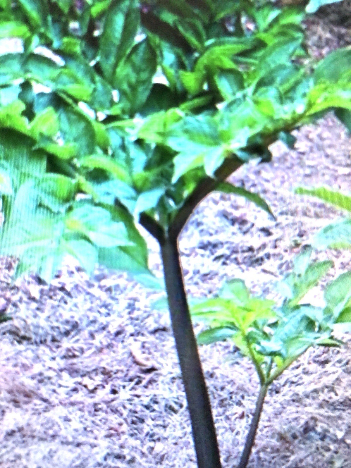 AMORPHOPHALLUS KONJAC ‘Nightstick’ 1 Dormant Bulb (Voodoo Lily) Arisaema