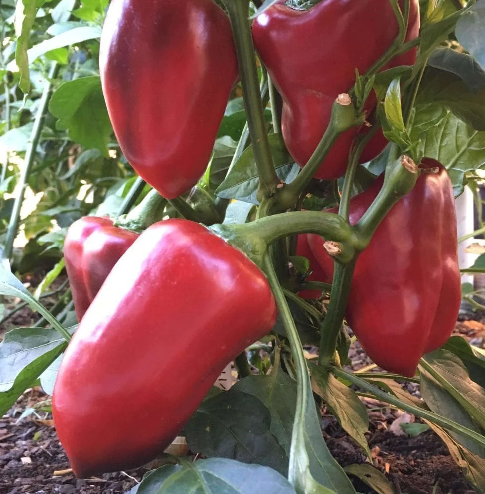 120+ GIANT RED BELL PEPPER SEEDS – SWEET – HEIRLOOM – ORGANIC – NON GMO — FRESH