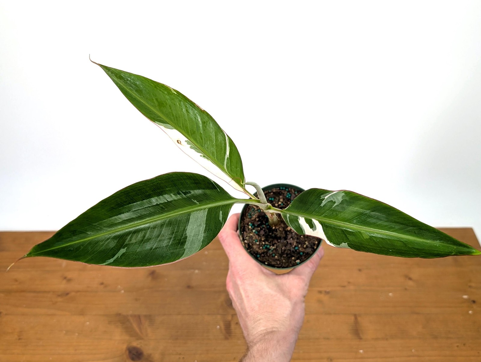 Variegated Banana Musa Florida – Grows Edible Fruit – Variegated Bananas! Can