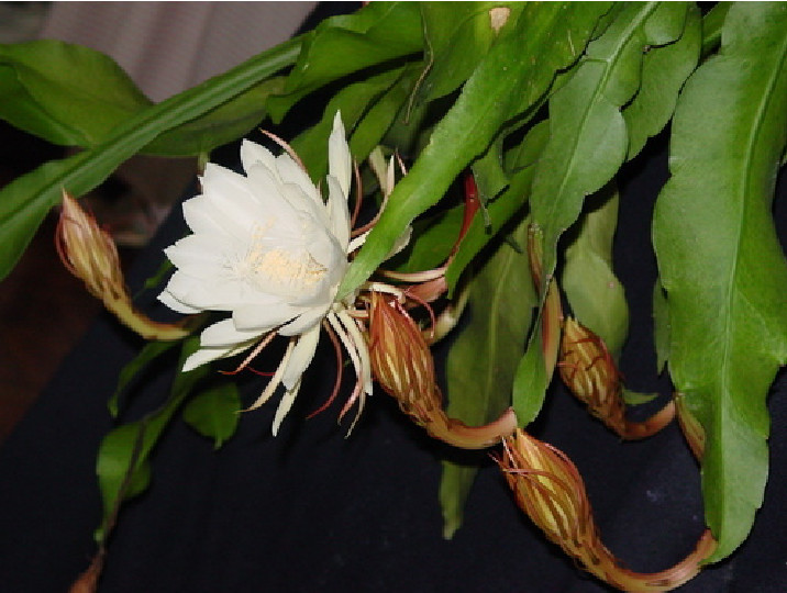 Epiphyllum Oxypetalum (Queen of the Night Orchid Cactus) 1 living plant