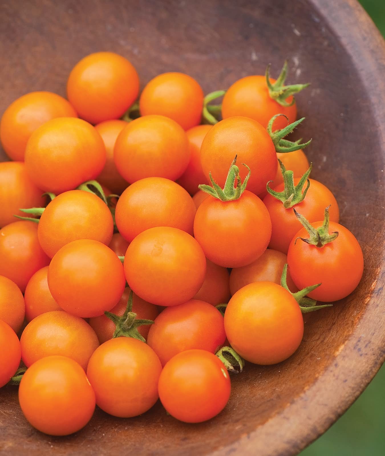 Burpee ‘Sun Gold’ Hybrid, Sweet Orange Cherry 30 Seeds, Sun Gold Hybrid