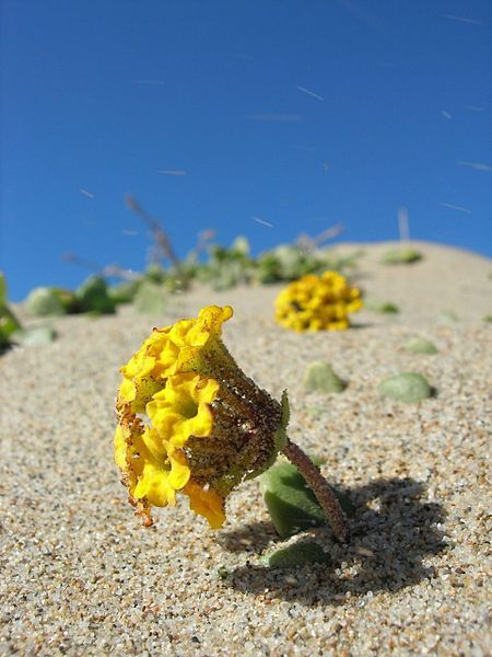 20 YELLOW SAND VERBENA Coastal Abronia Latifolia Arenaria Flower Seeds *Comb S/H