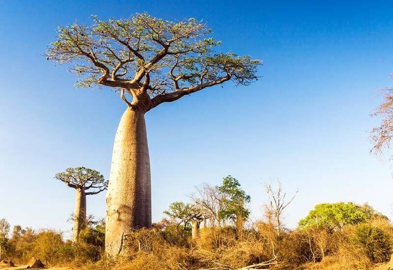 9+ African Baobab Seeds, Adansonia Digitata “Tree of Life” Rare