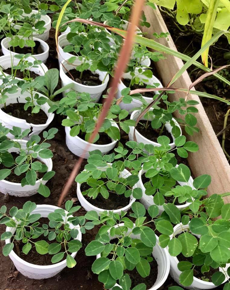 12″+ Grown Moringa Oleifera Plant Mature Edible Leaves Tree Potted + 10 Seeds