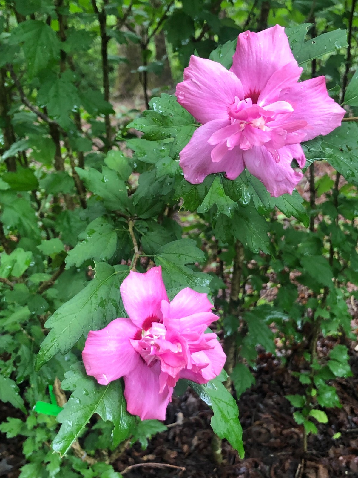 Magenta Chiffon Rose Of Sharon Live Plant With Roots(Buy 1 Get Small Plant Free)
