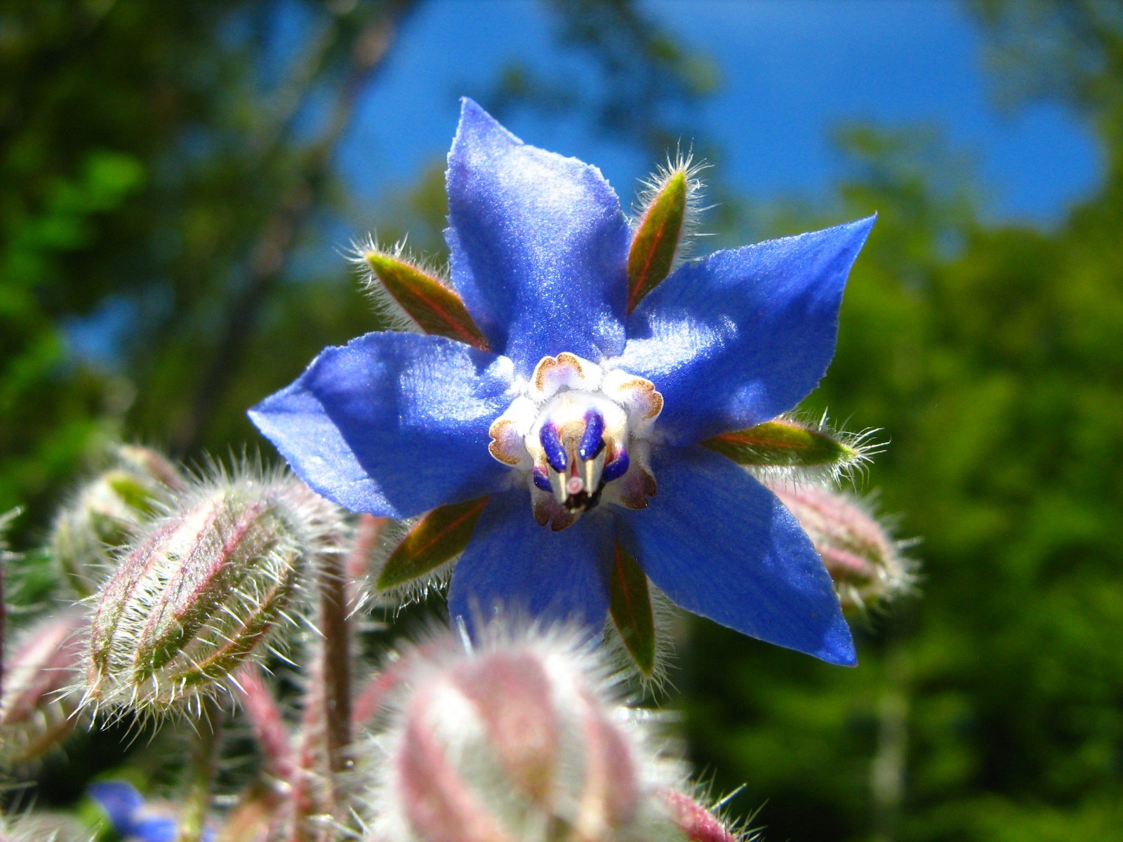 150 Borage Seeds – Borago officinalis seeds – Deer resistant – Flowers – Herb