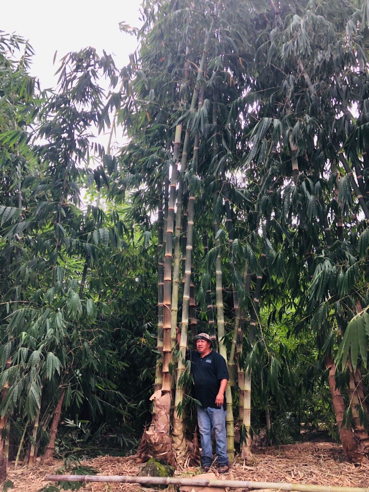 Asper Bamboo- Dendrocalamus asper **NON-INVASIVE, CLUMPING**
