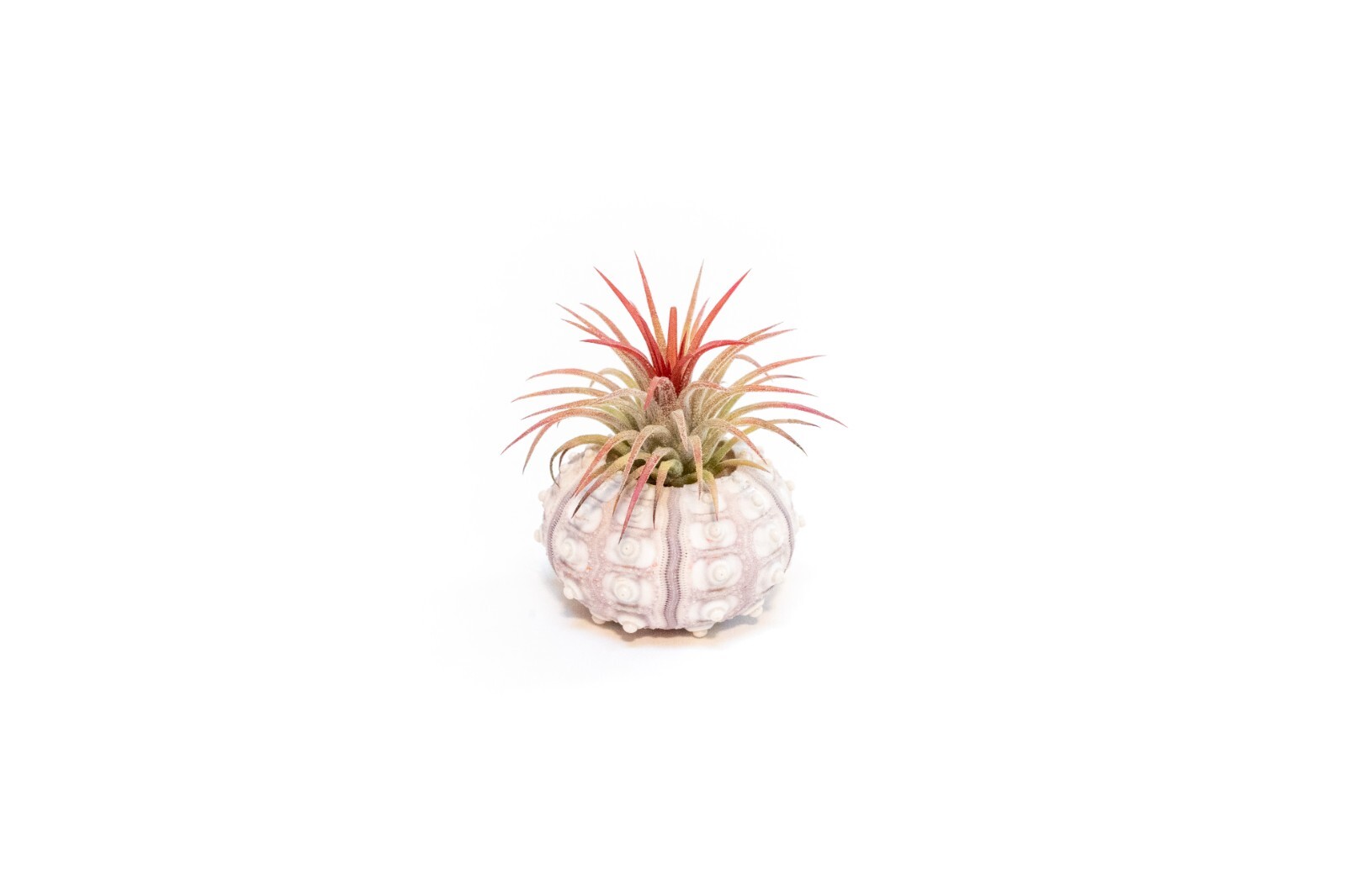 3 Pack Sputnik Sea Urchins with Assorted Air Plants – Easy Care Tillandsia