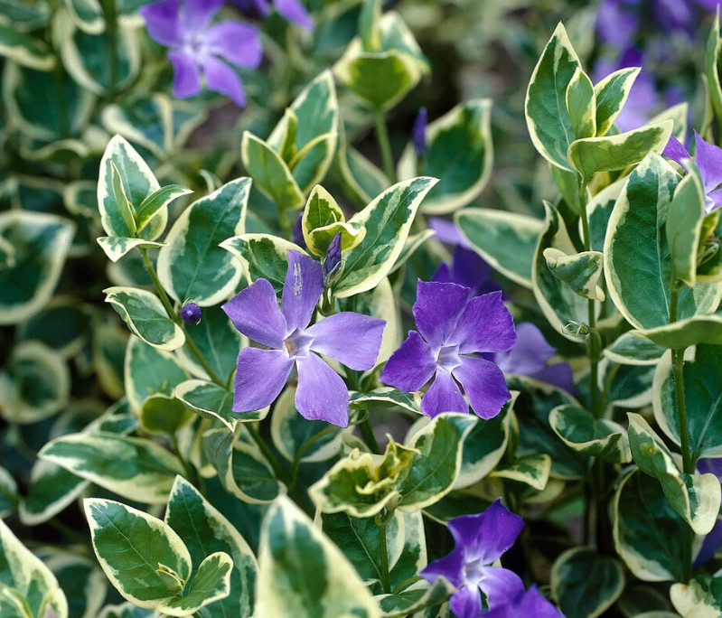 Vinca Major High Color Plug Plant – 2-4″ Tall – Variegated Evergreen Ground Cove