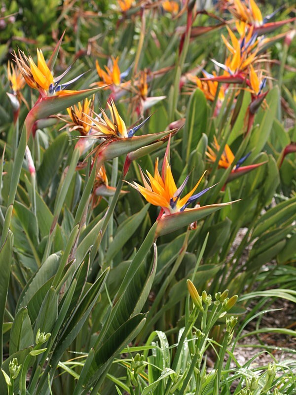 Orange Bird of Paradise~Strelitzia Reginae~ROOTED PLANT~10-12 Inches Tall
