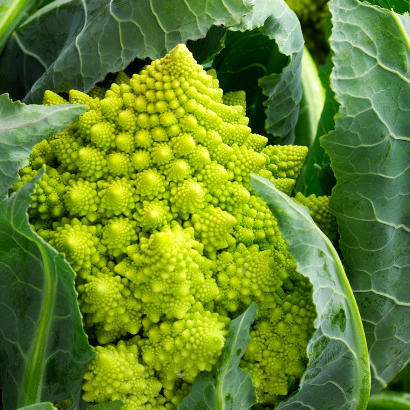 Romanesco Cauliflower Seeds | Brassica Green Italian Roman Broccoli Seeds 2024